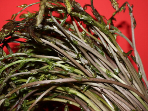 Kuke najavljuju proljeće: Zdrave, tražene i sve skuplje na početku sezone