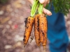 Evo kako uzgojiti zdravu mrkvu s pravilno formiranim korijenom