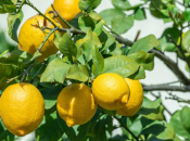 Što je limunovu stablu potrebno u travnju kako bi napredovalo i davalo obilne plodove