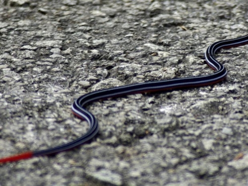 Otrov jedne od najopasnijih zmija krije spasonosni lijek?