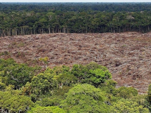 Svakih šest sekundi uništi se prašuma veličine nogometnog igrališta