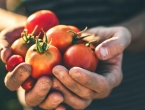 Dodajte pepeo u rajčice i imate ćete duplo više sočnih plodova