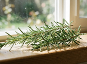 Stavite ovo na prozor i kuhinja će mirisati sasvim drugačije