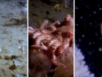 Istraživači zaronili na dubinu od 1000 metara u Južnom oceanu, pogledajte što se dolje krije