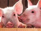 Afrička svinjska kuga hara Rumunjskom, usmrtili su više od 110 tisuća svinja