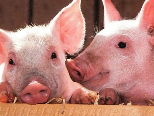 Afrička svinjska kuga hara Rumunjskom, usmrtili su više od 110 tisuća svinja