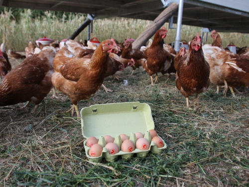 FOTO: Pokretna farma koka stigla u Ljubunce, evo gdje možete kupiti jaja