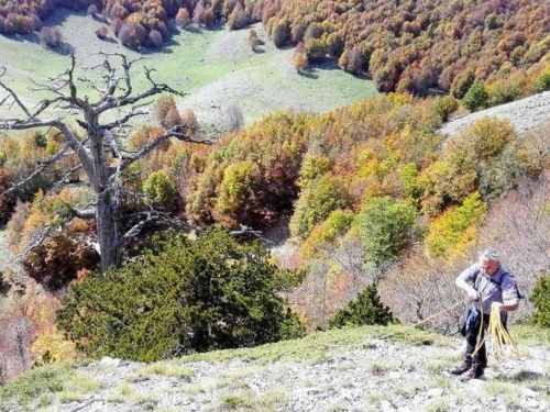 Najstarije drvo u Europi ima 1.230 godina