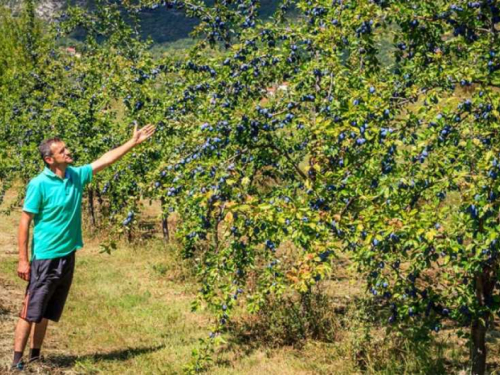 Ove voćke treba orezati u rujnu
