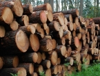 Drvoprerađivači nezaštićeni, trupci idu u izvoz
