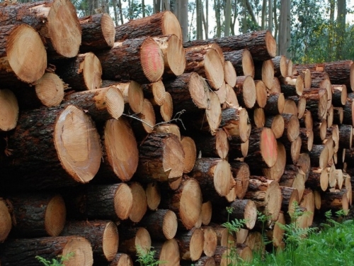 Drvoprerađivači nezaštićeni, trupci idu u izvoz