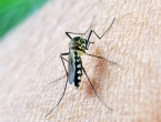 Otkriveno zašto komarci više 'jedu' neke ljude od drugih