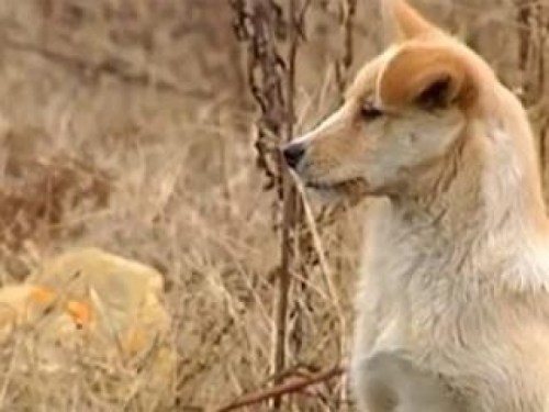 VIDEO / Dirljiva priča iz Kine: Vjerni pas čuva grob svoga preminulog vlasnika