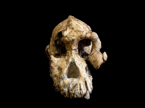 Pronađena lubanja drevnog ljudskog pretka
