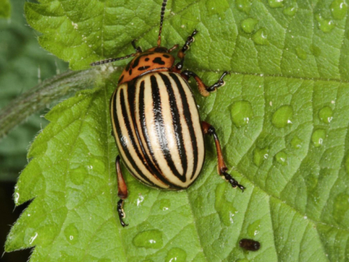 Ako sadite krumpir, u zemlju stavite ovaj sastojak: Krumpirova zlatica neće mu više prići