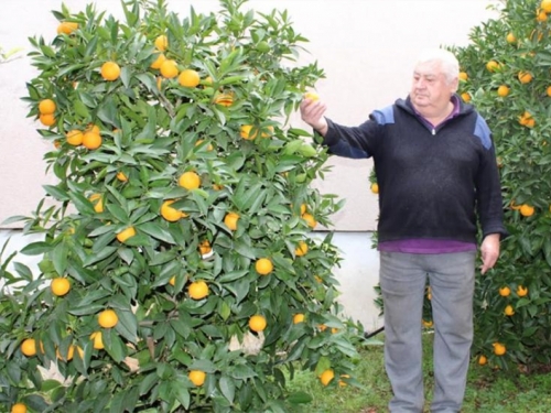 Umirovljenik u vrtu pokraj kuće uzgojio više od tone mandarina i naranača