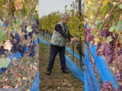Mokronoge: Sedma berba u vinogradu Marka Bakovića Akana
