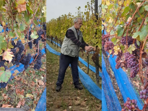 Mokronoge: Sedma berba u vinogradu Marka Bakovića Akana