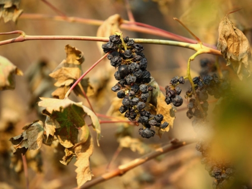Toplinski val spržio francuske vinograde
