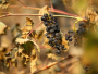 Toplinski val spržio francuske vinograde