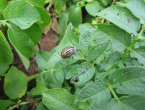 Krumpirovu zlaticu suzbijte na vrijeme