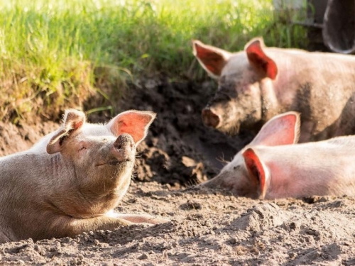 U Srbiji službeno potvrđena afrička svinjska kuga