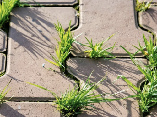 Korov se iznova pojavljuje – evo provjerenog načina da ga se riješite