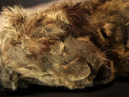 Savršeno očuvano mladunče pećinskog lava staro 28.000 godina pronađeno u Sibiru
