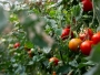 'Uštipnite'' biljke rajčice s vremena na vrijeme! Orezivanje je ključna stvar za izvrstan urod