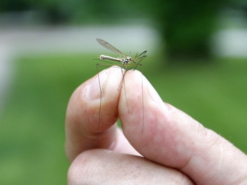 Trikovi kojima ćete se riješiti dosadnih komaraca