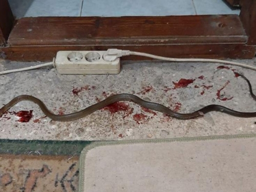 Ljubušak u kući ubio zmiju