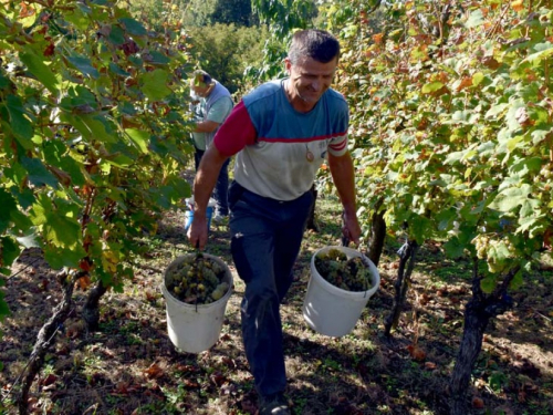 FOTO: Zora i Slavko Bošnjak iz Rame postali pravi vinogradari