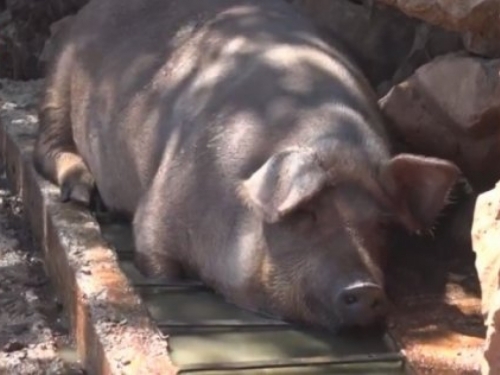 VIDEO: Na tržištu Federacije 8000 svinja višak, tko će otkupiti meso?