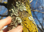 Kako ukloniti lišaj na voćkama?