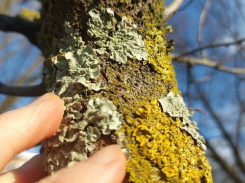 Kako ukloniti lišaj na voćkama?