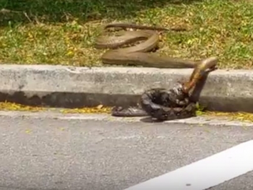 VIDEO: Kad se dohvate piton i kobra! Što mislite tko pobjeđuje?