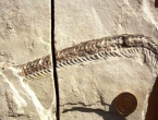 U Hercegovini pronađen fosil zmije iz mezozoika