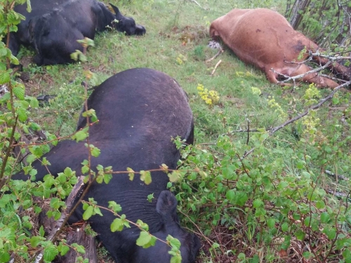 Na Proslapu grom ubio 9 krava