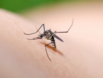 Domaći sprej koji ''uništava'' komarce