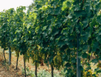 Eska u vinogradima