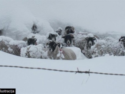 U snježnoj oluji nestale dvije osobe i stado ovaca