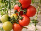 Kada i kako zalijevati rajčice za ukusan i bogat urod