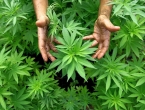 Medicinska marihuana: Pet glavnih simptoma koje pouzdano liječi kanabis