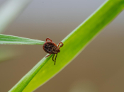 Kako se riješiti krpelja u dvorištu? Pomoći mogu ove biljke