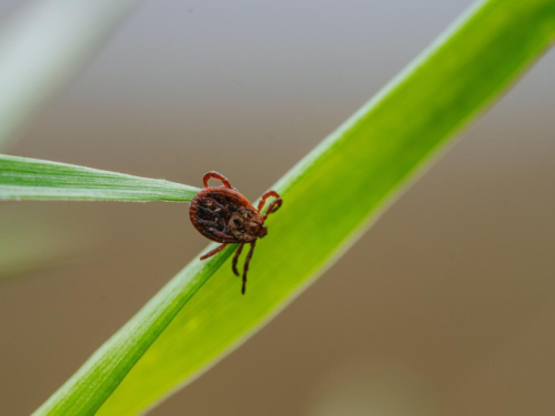 Kako se riješiti krpelja u dvorištu? Pomoći mogu ove biljke
