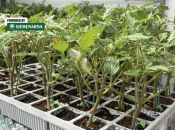 Manje bolesti, veći urod: kalemljene presadnice čine razliku