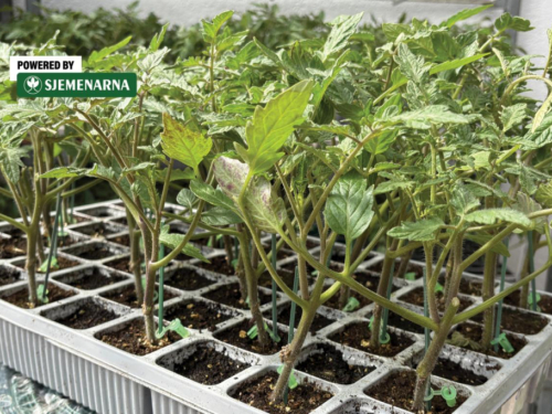 Manje bolesti, veći urod: kalemljene presadnice čine razliku