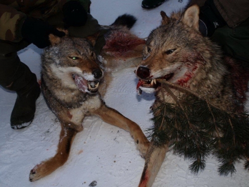 Foto: Ubijena dva vuka 