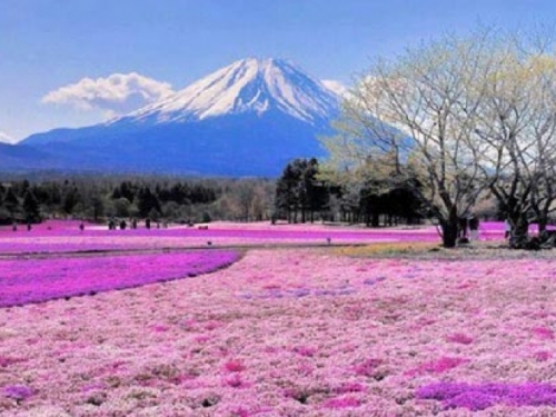 Planina Fuji dobiva bežični internet