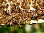 Nestanak pčela potaknut klimatskim promjenama